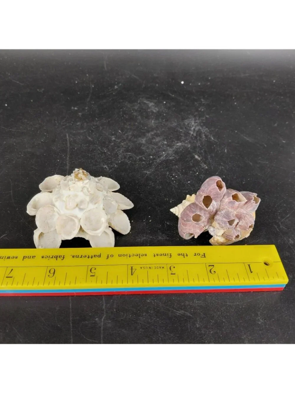 Seashell Barnacle Cluster Decorative Balls Set 2 Nautical Multicolor Beach Decor - Picture 16 of 16